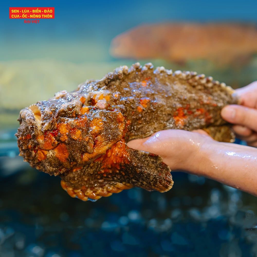 Steamed Hong Kong - Style Stonefish (con 1kg)