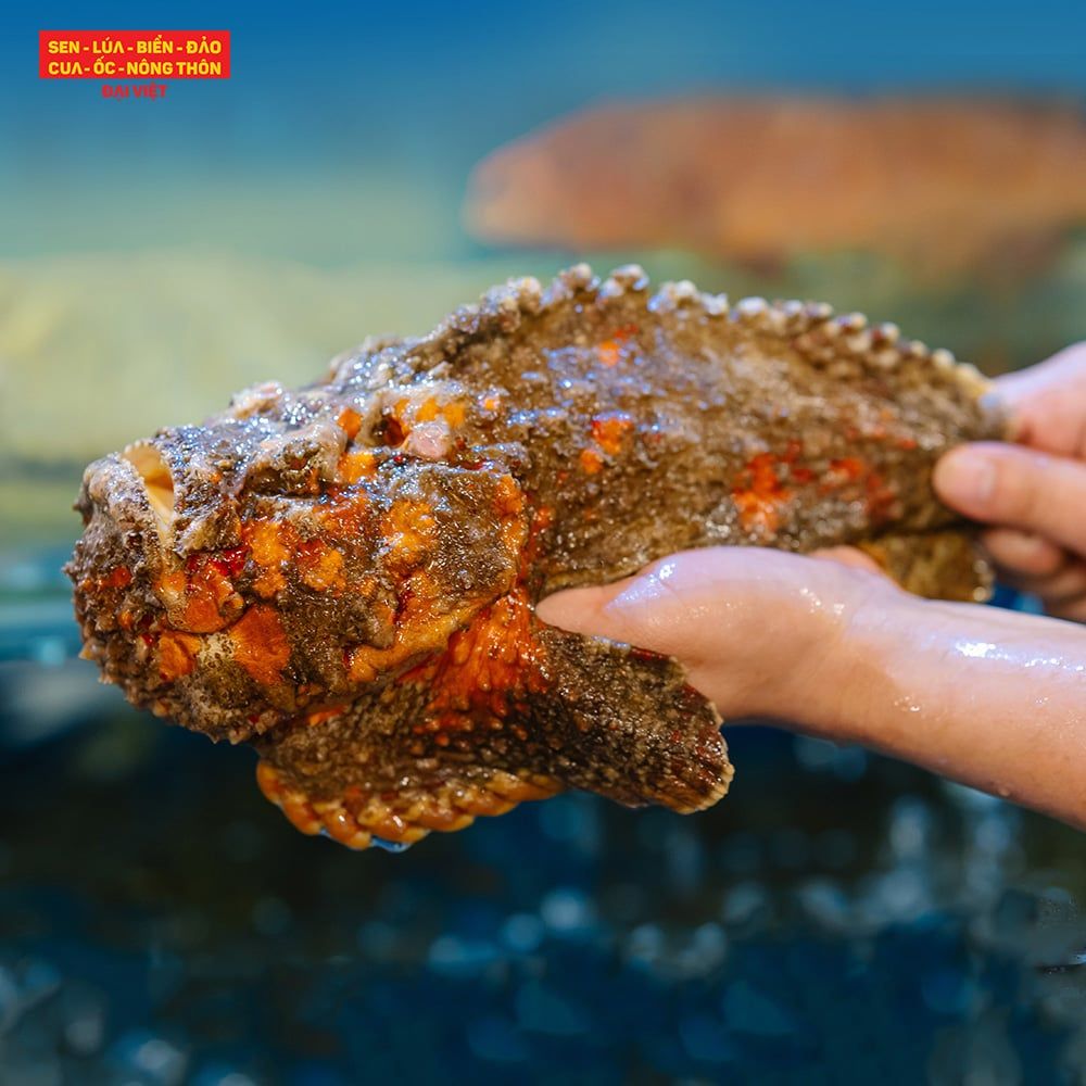  Steamed Hong Kong - Style Stonefish (con 1kg) 