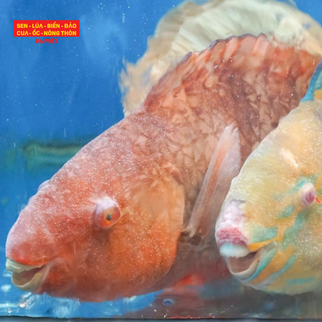  Steamed Hong Kong - Style Parrotfish - Cá mó xanh/đỏ hấp Hong Kong (con 500g) 