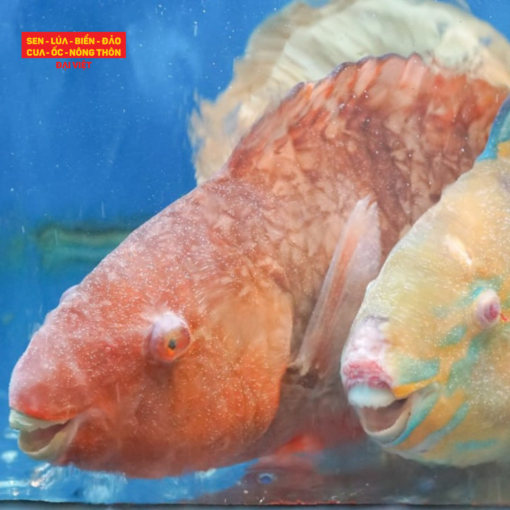  Grilled Parrotfish With Salt And Chili - Cá mó xanh/ đỏ nướng muối ớt (con 500g) 