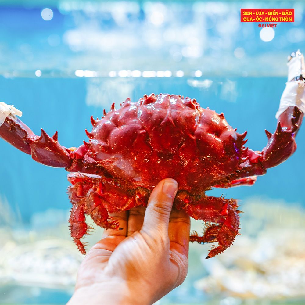 Fried Red Spooner Crab With Green Pepper - Cua nữ hoàng cháy tiêu xanh (con 700g)