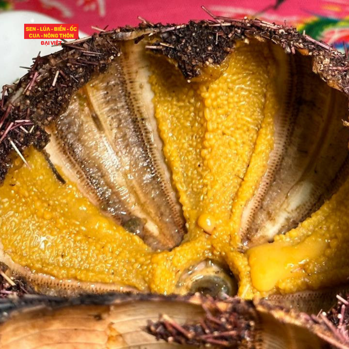 Nhum Nướng Mọi - Grilled Sea Urchin