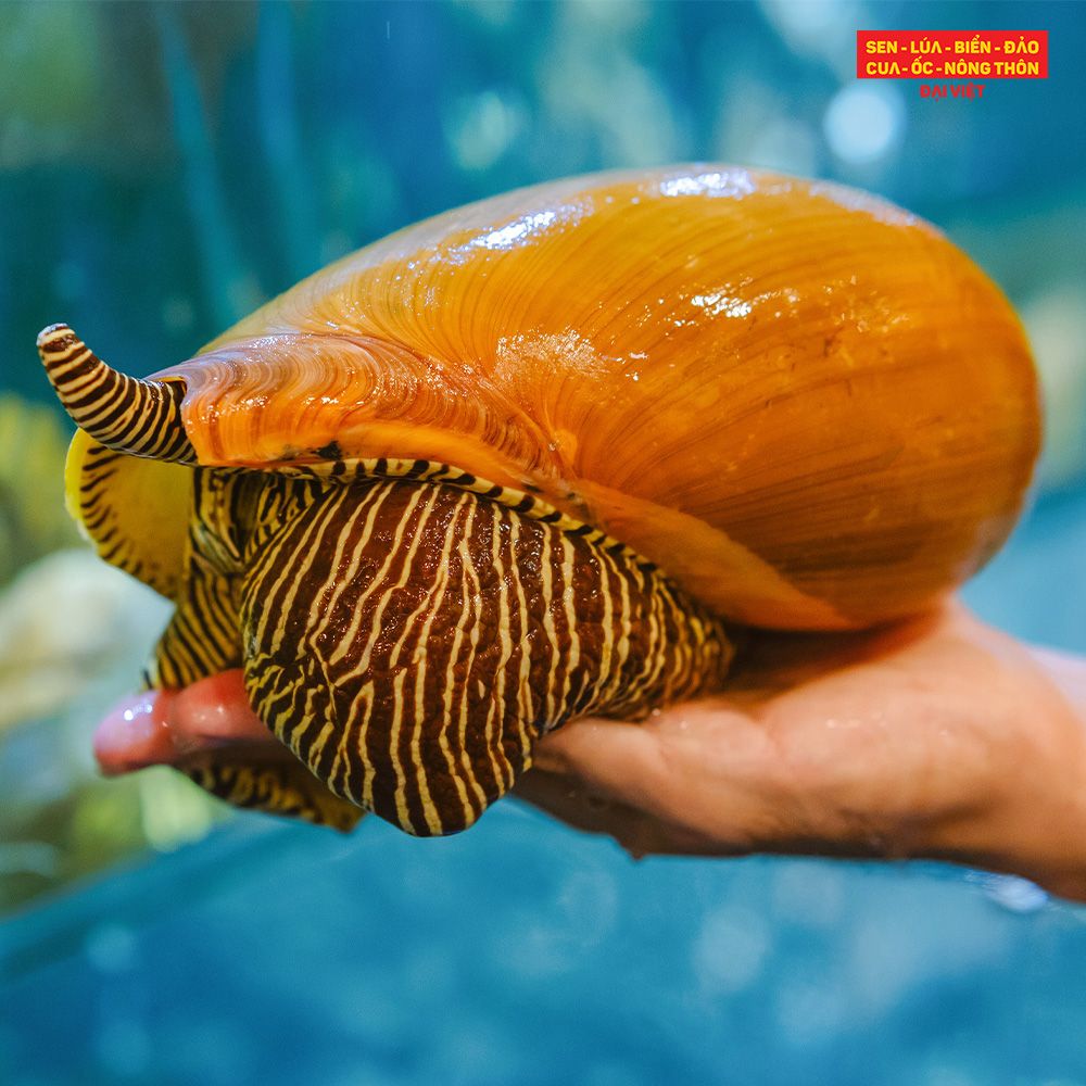 Melo Melo Salad With Banana Flower - Gỏi ốc giác vàng hoa chuối (con 1kg)