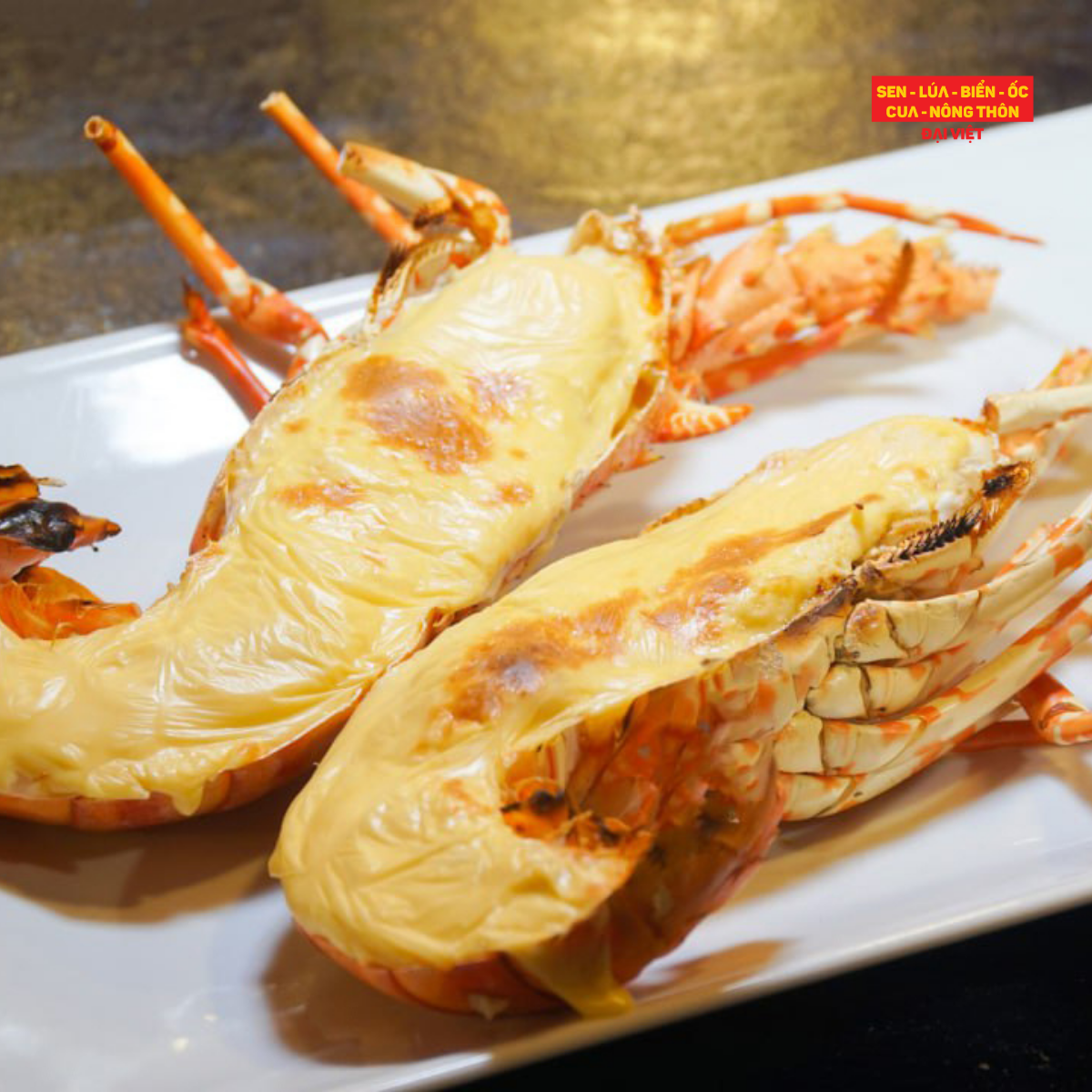  Baked Tropical Rock Lobster With Cheese - Tôm Hùm Bông Đút Lò Phô Mai (Giá tính theo 1 con kích thước 600 gram) 