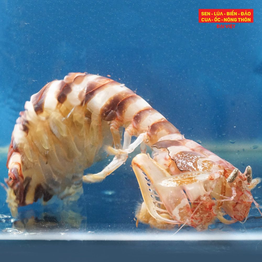 Fried Giant Mantis Shrimp With Green Pepper - Tôm tít khổng lồ cháy tiêu xanh (con 400g)