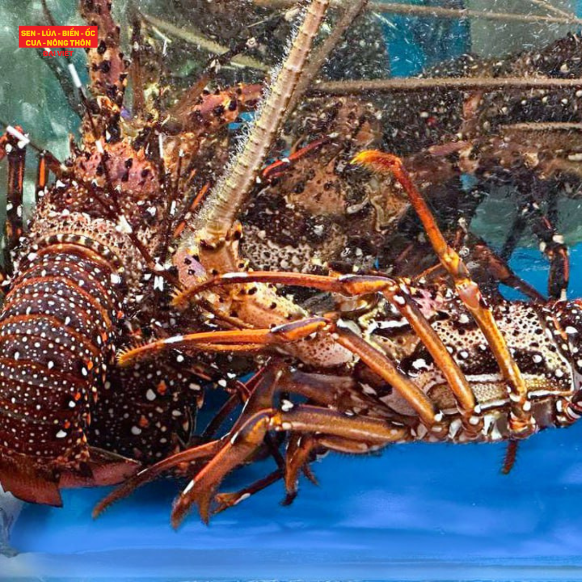 Salted Hongkong-Style Long-legged Spiny Lobster - Tôm Hùm Đỏ Thiên Nhiên Rang Muối Hong Kong (giá tính theo con 250g)