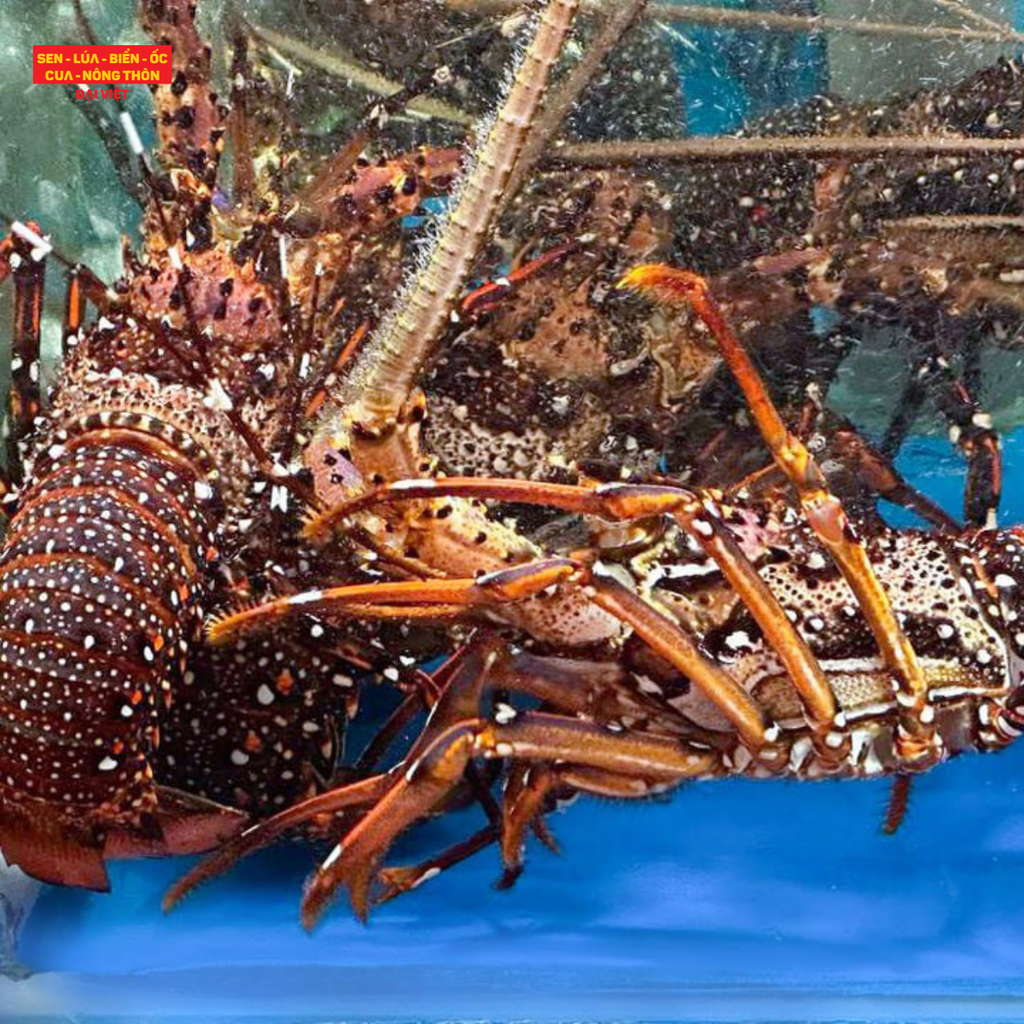 Grilled Long-legged Spiny Lobster With Chilli Salt - Tôm Hùm Đỏ Thiên Nhiên Nướng Muối Ớt (giá tính theo con 250g)