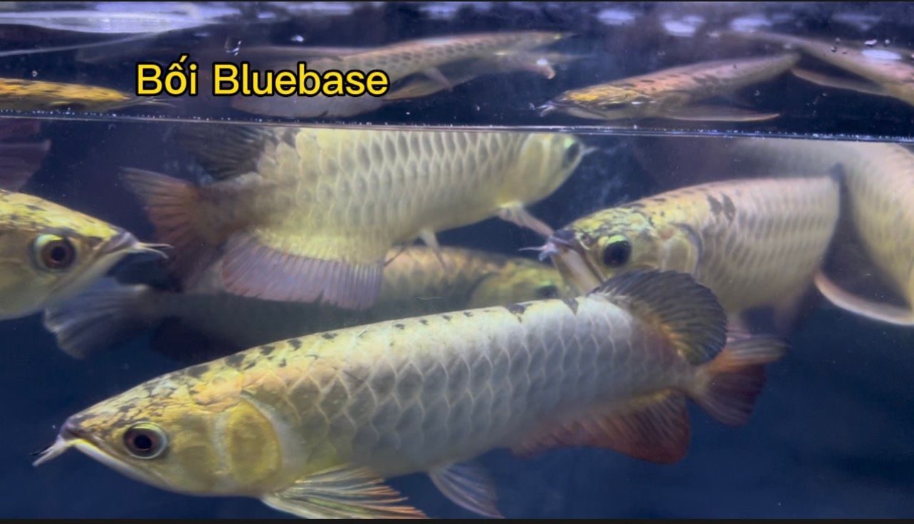 Bối Bluebase (Bối Tím)