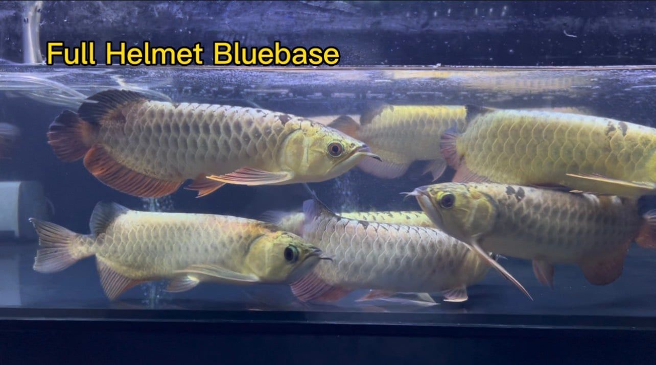 Bối Full Helmet Bluebase (Bối Tím)