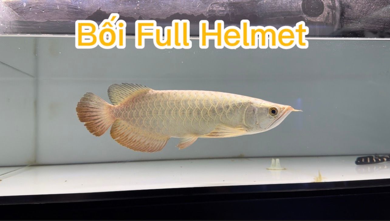 Cá Rồng Bối Full Helmet