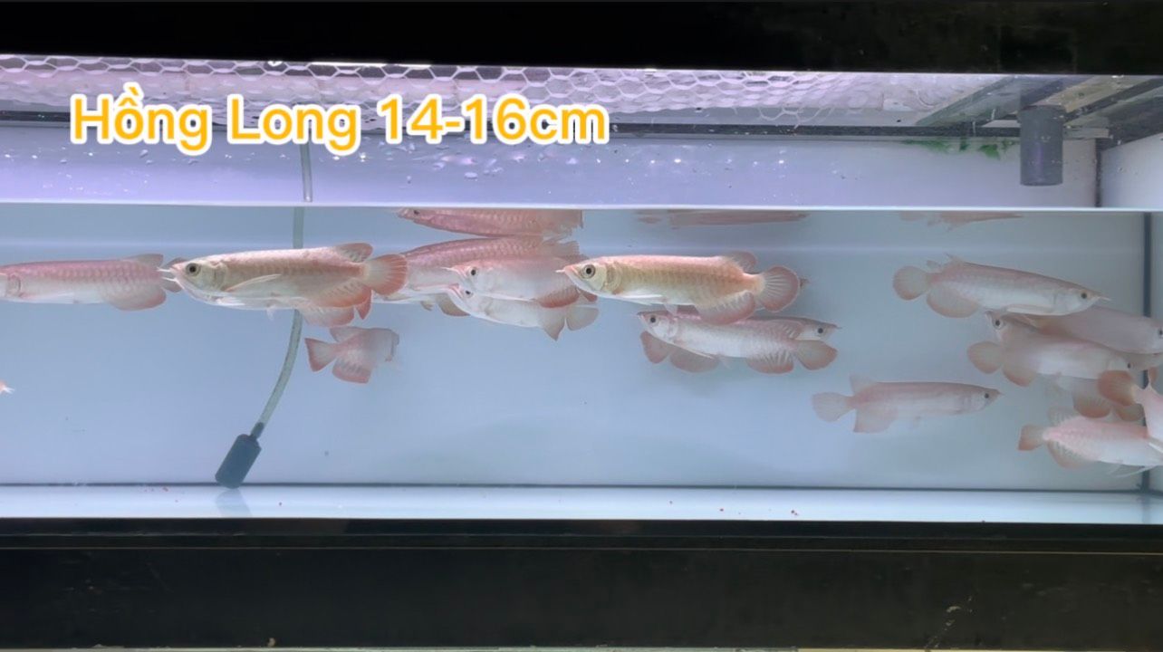 Cá Rồng Hồng Long