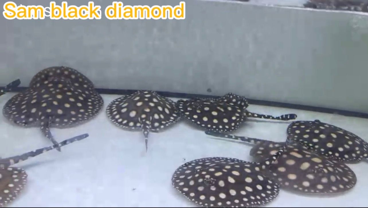 Cá Sam Black Diamond 16-18cm