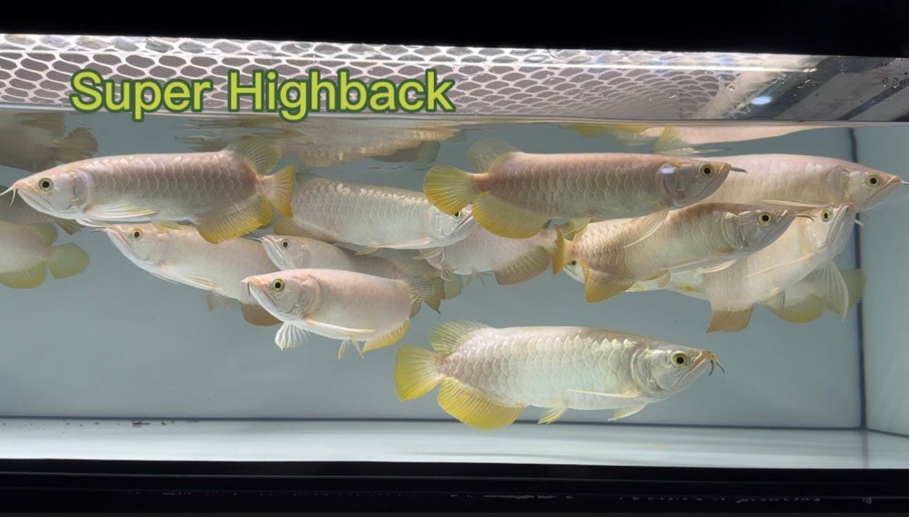 Cá Rồng Super Highback - Cao Lưng