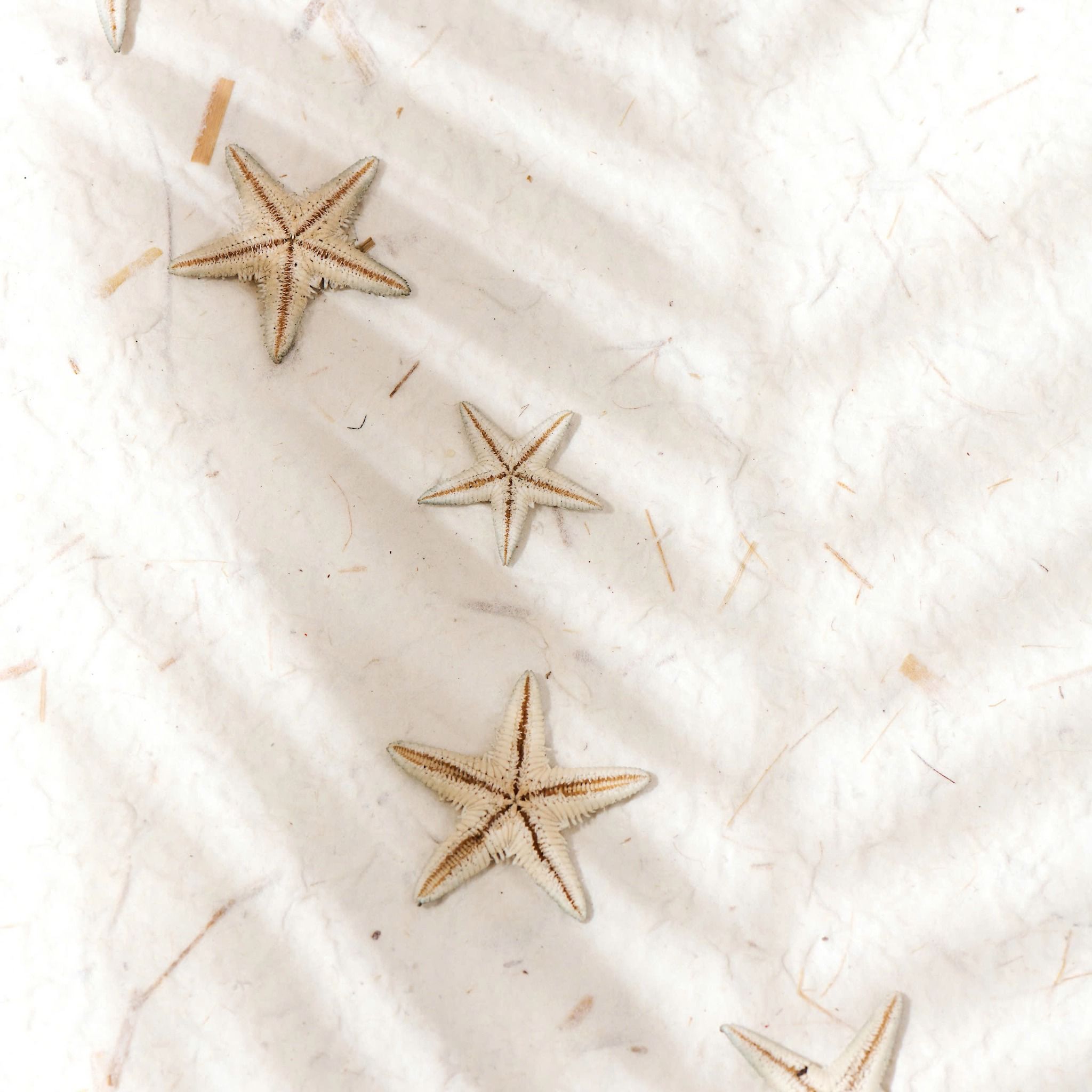Vòng Tay Thiết Kế Nữ Starfish Ballet Ngọc Trai Xanh SP008176 Gypsy.lala