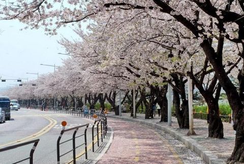 HÀ NỘI – SEOUL – NAMI – CÔNG VIÊN YEOUIDO – EVERLAND