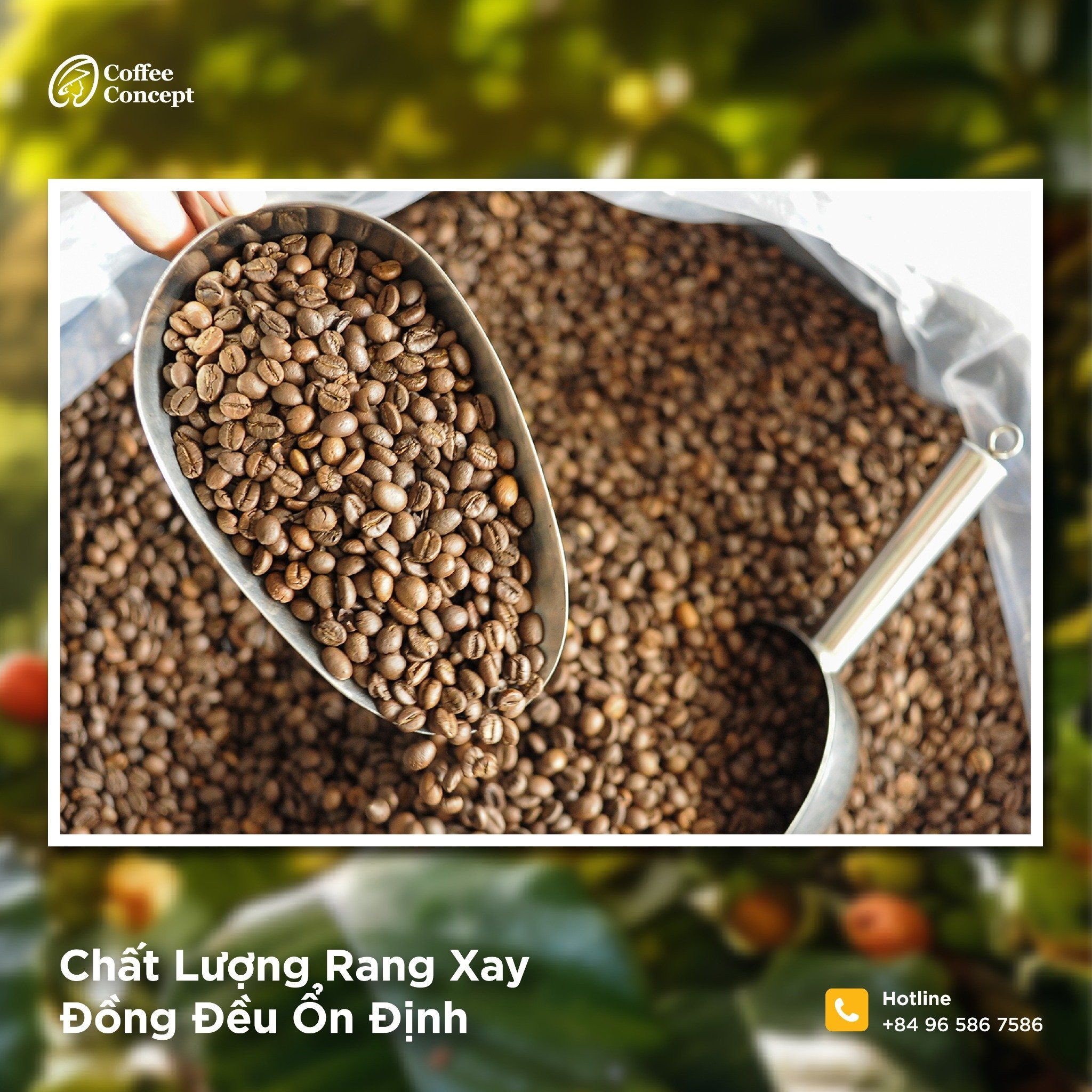 Cà phê rang ARABICA Gói 250gr/500gr