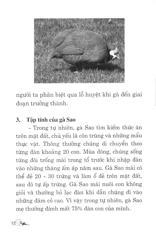 Kỹ Thuật Nuôi Gà Sao, Gà Tây (Lôi), Gà H'mông