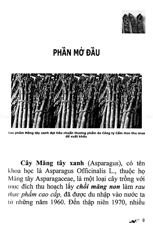 Kỹ Thuật Trồng Và Chăm Sóc Cây Măng Tây Xanh