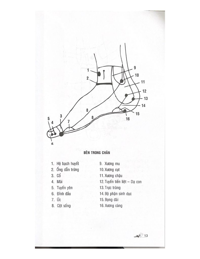 Bấm huyệt bàn chân (Tái bản 2023) - Vanlangbooks