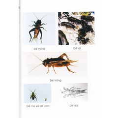 Phương pháp nuôi dế-Vanlangbooks