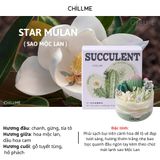  Nến thơm xương rồng tranh cát Chillme DIY handmade khử mùi làm quà tặng cưới sinh nhật decor 