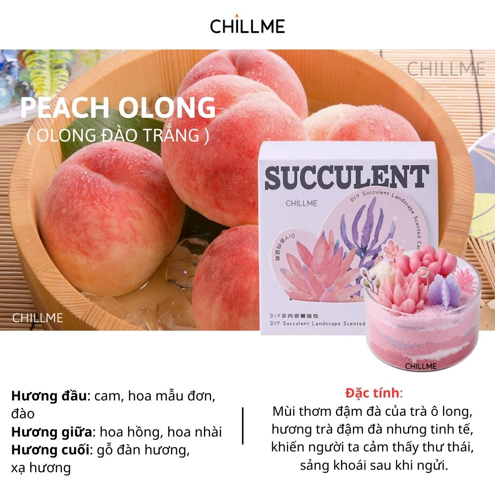 Nến thơm xương rồng tranh cát Chillme DIY handmade khử mùi làm quà tặng cưới sinh nhật decor