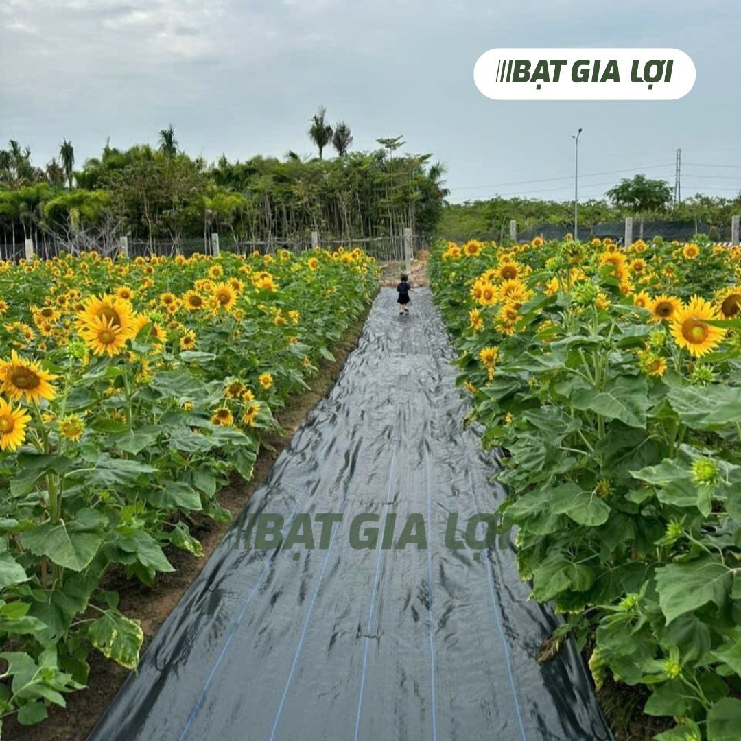 Bạt Phủ Chống Cỏ PP 90gr/m2 Đen - Tiêu Chuẩn Mỹ