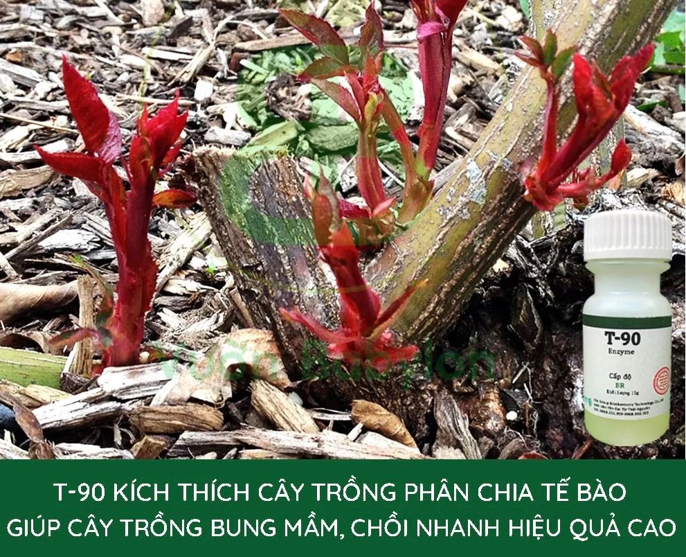 siêu kích mầm T90. t 90 (chính hãng) kích mầm cho cây mai vàng,lan và hoa hồng