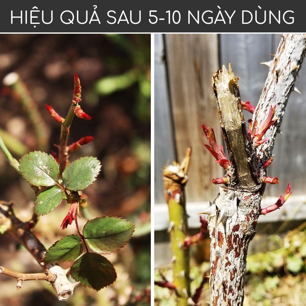 siêu kích mầm T90. t 90 (chính hãng) kích mầm cho cây mai vàng,lan và hoa hồng