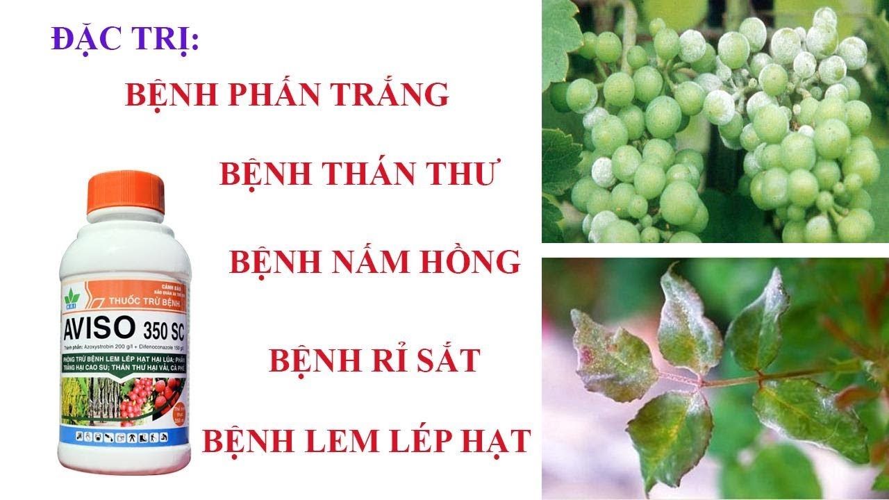 Thuốc AVISO 350SC trị bệnh Mốc sương, đốm vòng cà chua, hành - Rỉ sắt cà phê