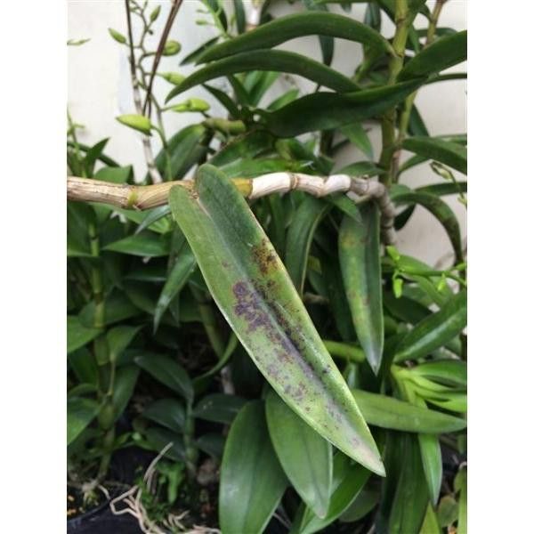 GP-01 Chuyên Trị Gỉ Sắt, Đốm Đen, Phấn Trắng Trên Hoa Hồng (AN TOÀN CHO NGƯỜI DÙNG - CHIẾT XUẤT TỪ NẤM Oomycota)