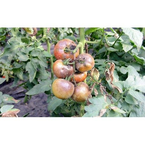 THUỐC TRỪ BỆNH CADILAC 80WP XANH 1KG