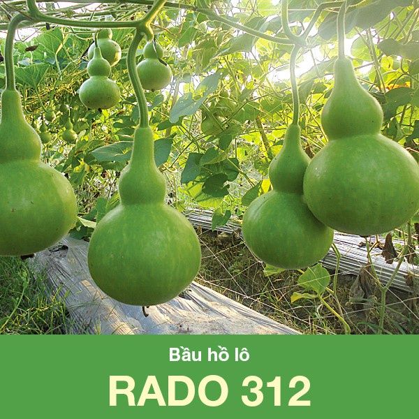 Hạt Giống Bầu Hồ Lô 312 Dễ trồng, dễ chăm sóc, sai trái, nhanh thu hoạch, năng suất cao
