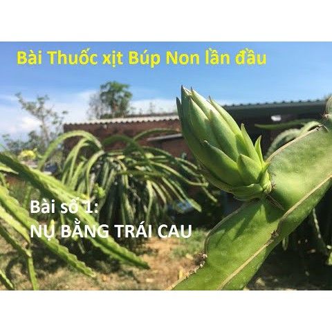 Bài Thuốc Xịt Búp Thanh Long giúp búp to và mập, Bài 1 Xịt Búp Trái Cau - bài số 1 xịt búp trái cau