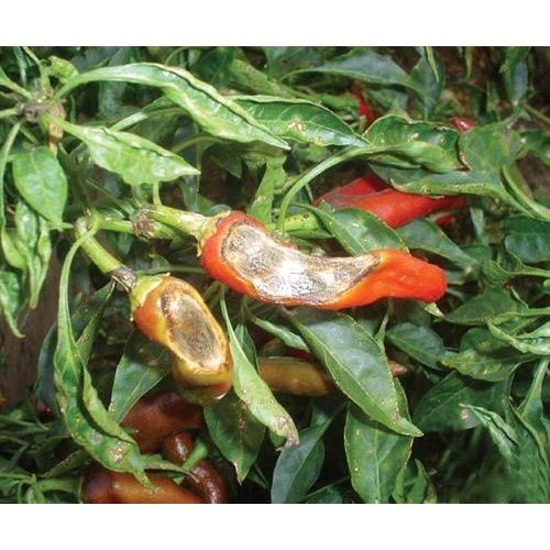 LESSICK 38WG - Chuyên thán thư, thối trái Ớt - TRỪ BỆNH CÂY ỚT - THỐI TRÁI ỚT