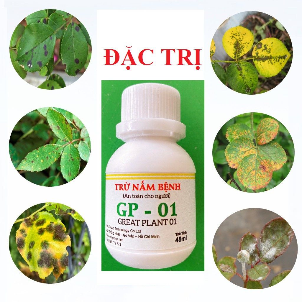 GP-01 Chuyên Trị Gỉ Sắt, Đốm Đen, Phấn Trắng Trên Hoa Hồng (AN TOÀN CHO NGƯỜI DÙNG - CHIẾT XUẤT TỪ NẤM Oomycota)
