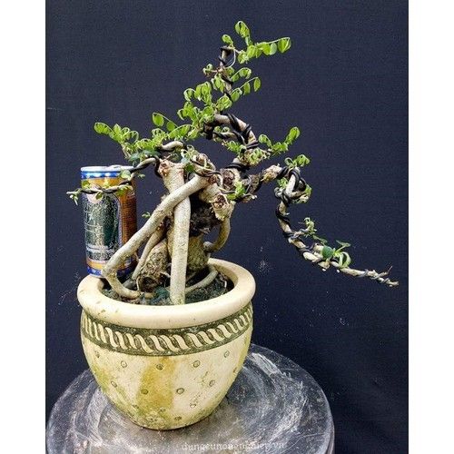 Dây Nhôm uốn cây 3.5 ly Cuộn 10 mét - 3.5 ly Cuộn 10 mét