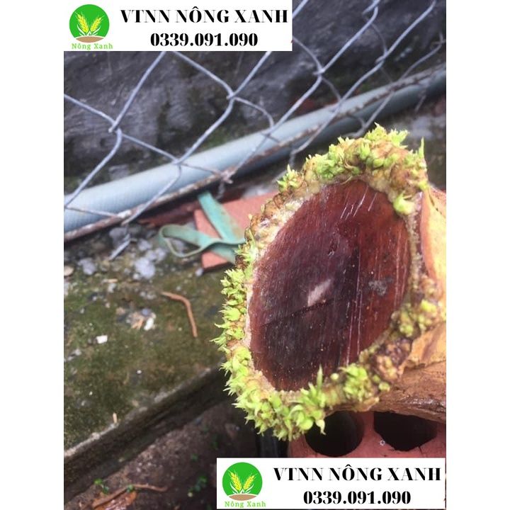 Kích mầm T90 cam kết hiệu quả 100%, bôi ở đâu bật mầm ở đó