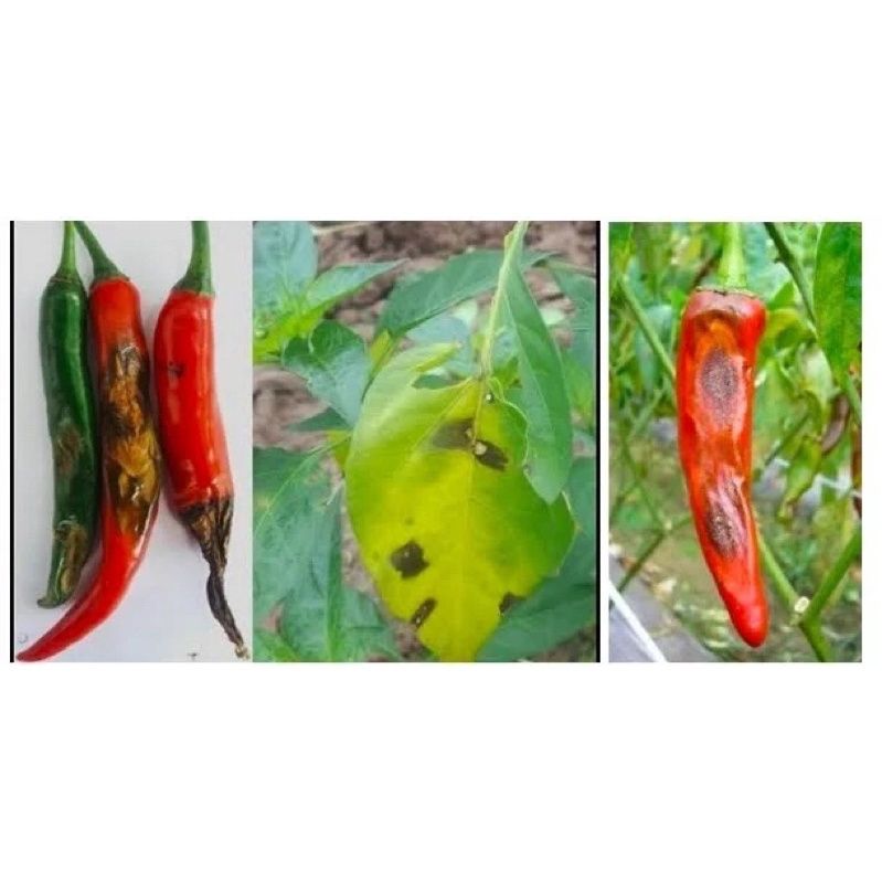 LESSICK 38WG - Chuyên thán thư, thối trái Ớt - TRỪ BỆNH CÂY ỚT - THỐI TRÁI ỚT
