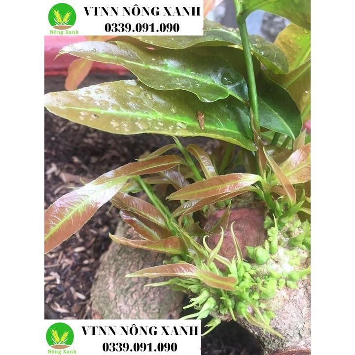 Kích mầm T90 15ml, chiết xuất mầm gạo, giàu Auxin, bật mầm tua tủa, hoa hồng, lan, cây cảnh, hiệu quả sau 5 ngày