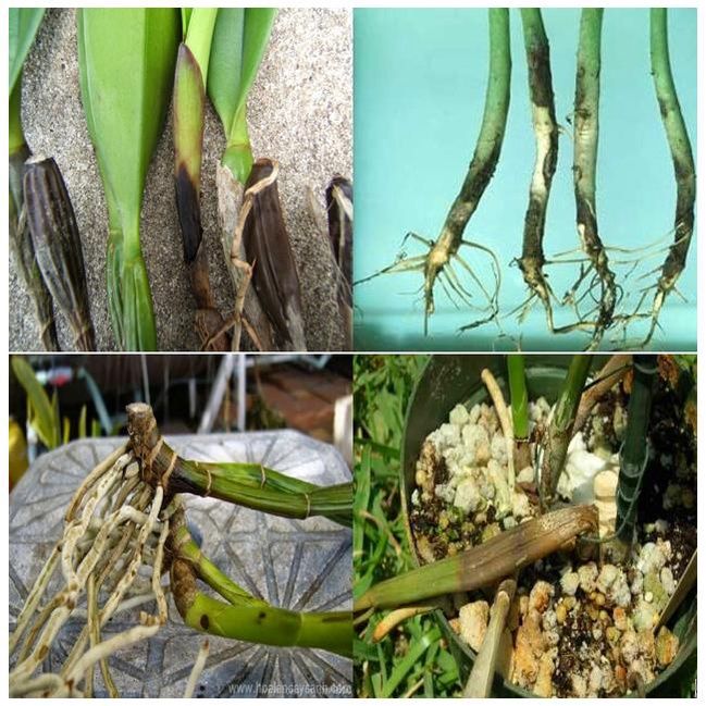 GP-01 Chuyên Trị Gỉ Sắt, Đốm Đen, Phấn Trắng Trên Hoa Hồng (AN TOÀN CHO NGƯỜI DÙNG - CHIẾT XUẤT TỪ NẤM Oomycota)