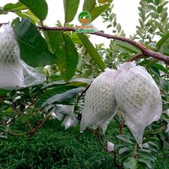 Bọc xốp ổi