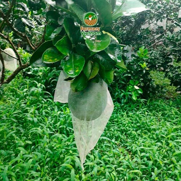Túi lưới bọc bưởi, mít, thanh long