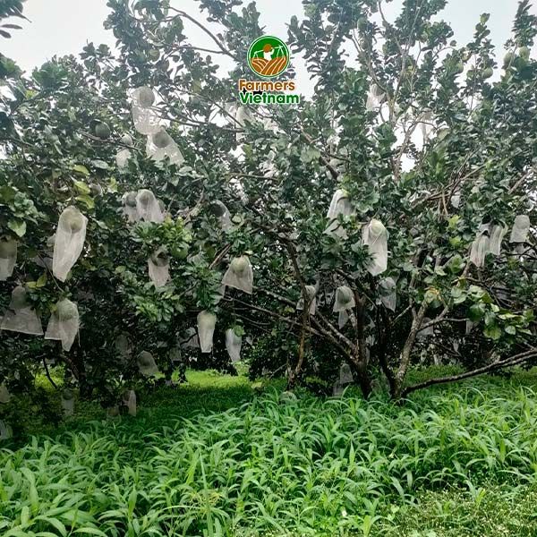 Túi lưới bọc bưởi, mít, thanh long