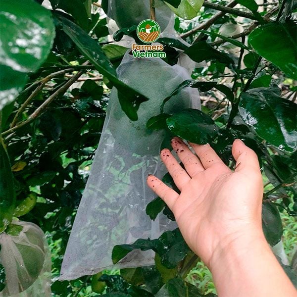 Túi lưới bọc bưởi, mít, thanh long
