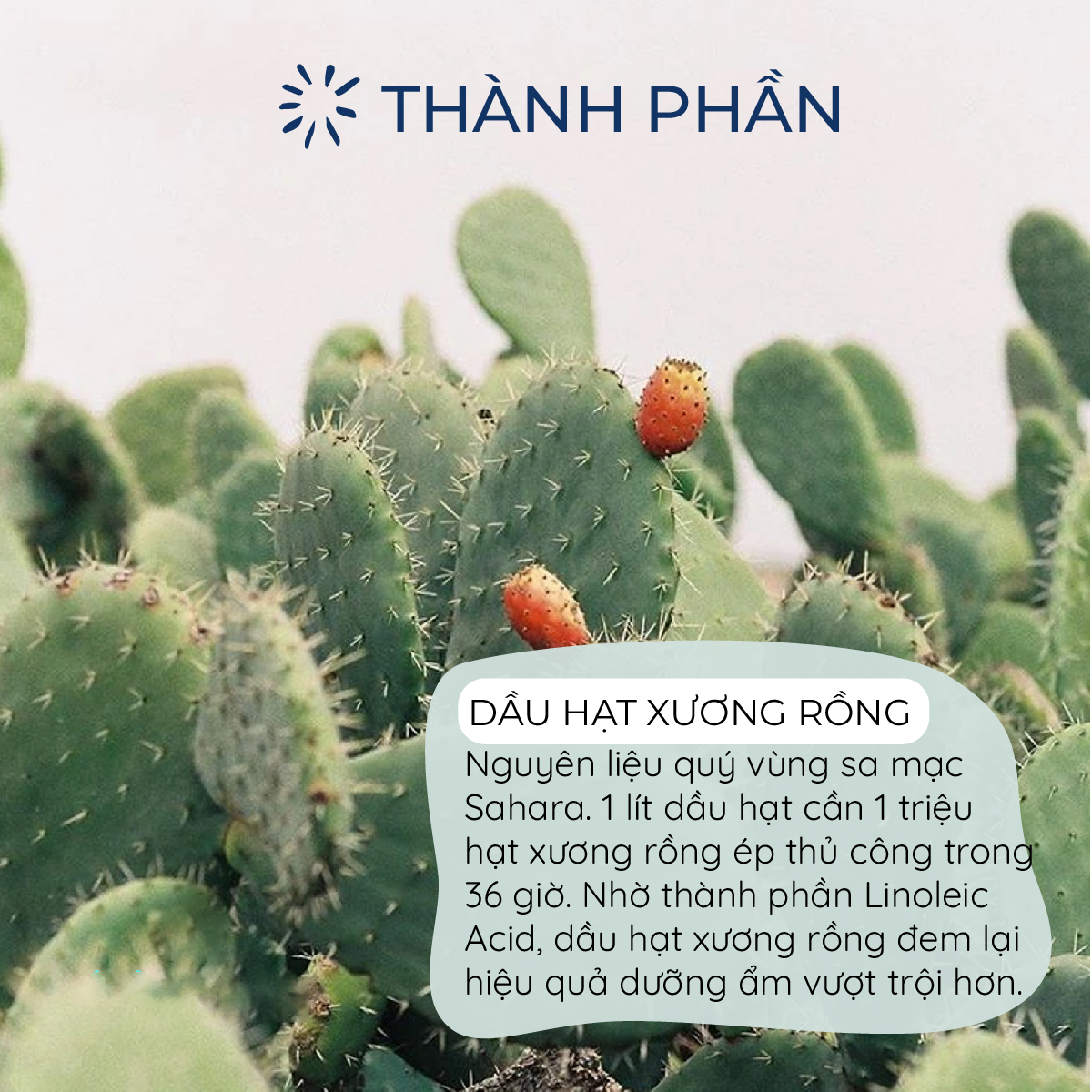 Combo Kem Chống Nắng Dưỡng Ẩm & Nâng Tông Stay Sun Safe SPF50+ PA+++ - HLCB1