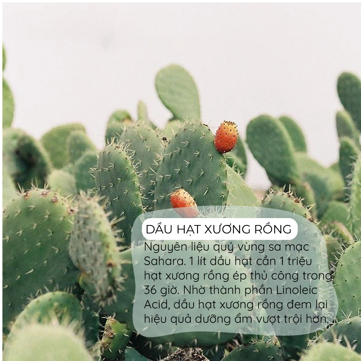 Phấn Nước Trang Điểm Huxley Cover Cushion Own Attitude
