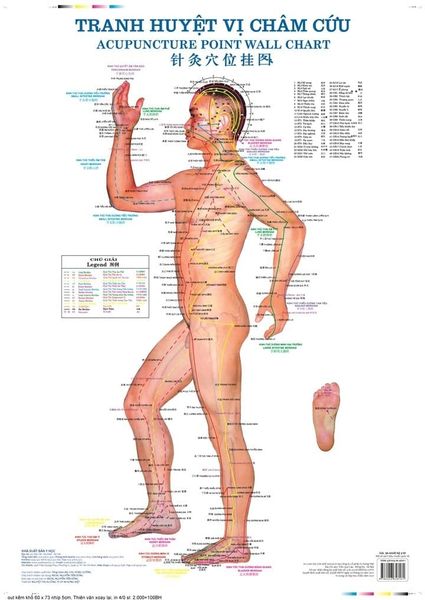 Tranh Châm Cứu - GS. Hoàng Bảo Châu