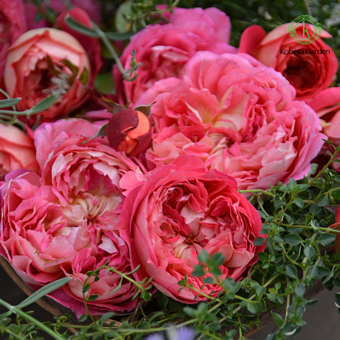 Hoa hồng Argonauts