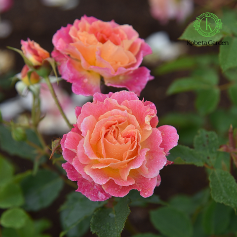 Hoa hồng Chaleur